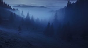 the forest at dusk with lots of fog