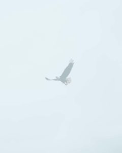 an eagle flying through the air