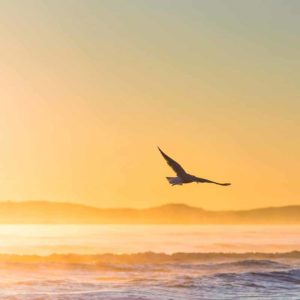 a bird flying over the coastline