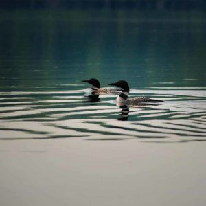 loons floating on a lake